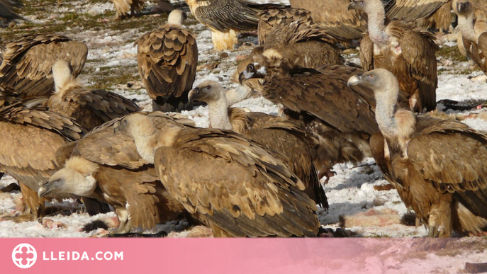 La conservació d'aus carronyaires també aporta beneficis a l'economia local