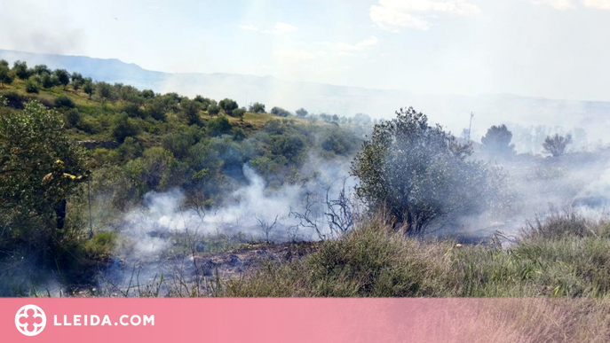 ⏯️ Un incendi crema 25 hectàrees de bosc de ribera a Seròs