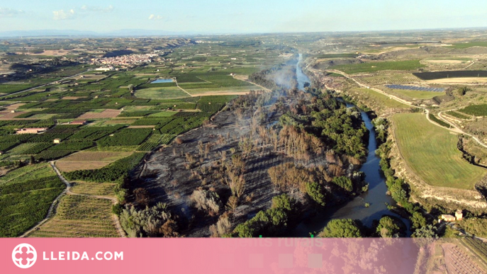 L'incendi forestal de Seròs crema unes 46,5 hectàrees de bosc de ribera