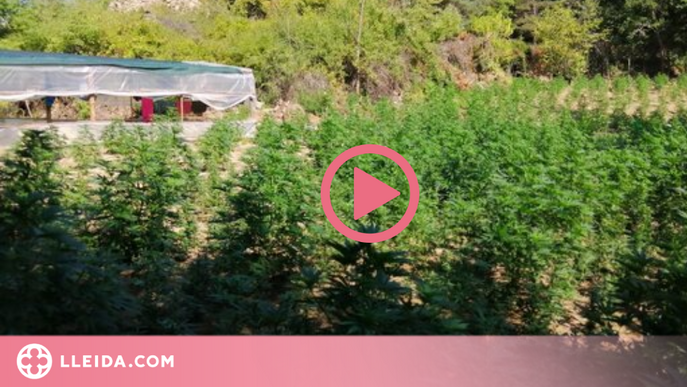 ⏯️ Desmantellen dues plantacions de marihuana amb més de 18.000 plantes a un bosc al Solsonès