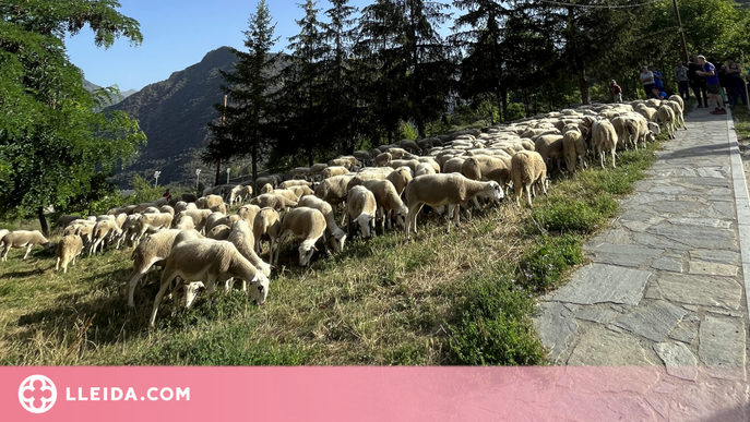 Les 450 ovelles del pastor del Pallars Sobirà ja estan de camí a les Garrigues