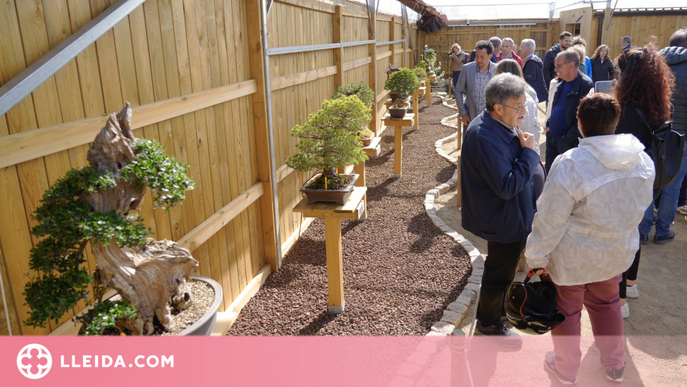 ‘Espai Bonsai’ el primer museu del bonsai a Lleida