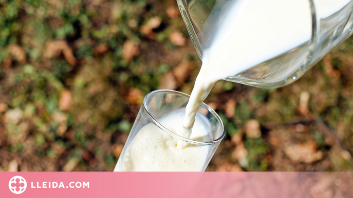 Associen el consum de llet sencera a un major deteriorament cognitiu en persones grans