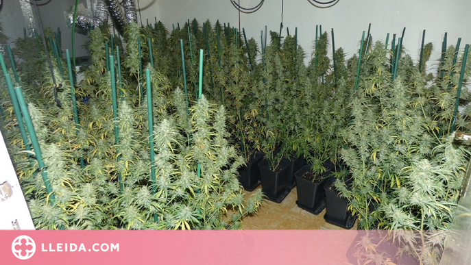 Un detingut a l'Urgell per cultivar 102 plantes de marihuana a casa