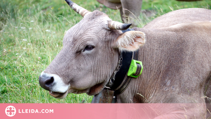 ⏯️ Prova pilot d'un collar GPS per detectar el bestiar malalt, gestant o afectat al Pallars Sobirà