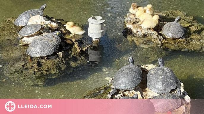 Retiren 12 tortugues del Palau d'Anglesola