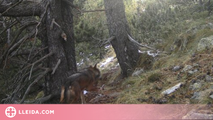 Es capta un exemplar de llop al Pallars Sobirà