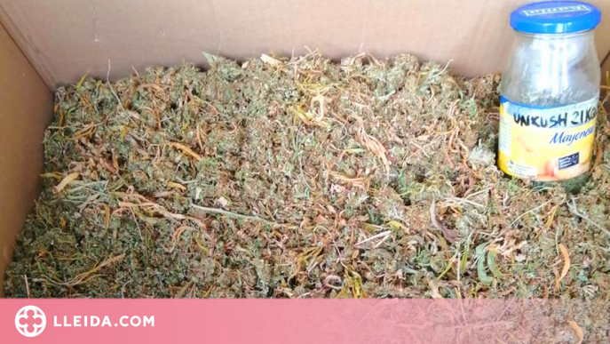 Detingut per cultivar 109 plantes de marihuana en un àtic a Mollerussa