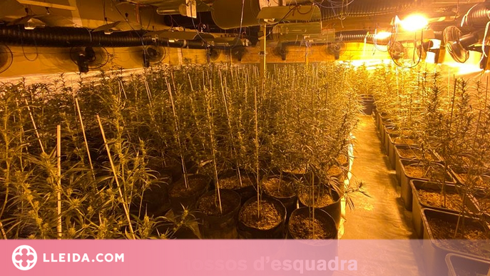 Troben més de 700 plantes de marihuana en una nau industrial a Lleida
