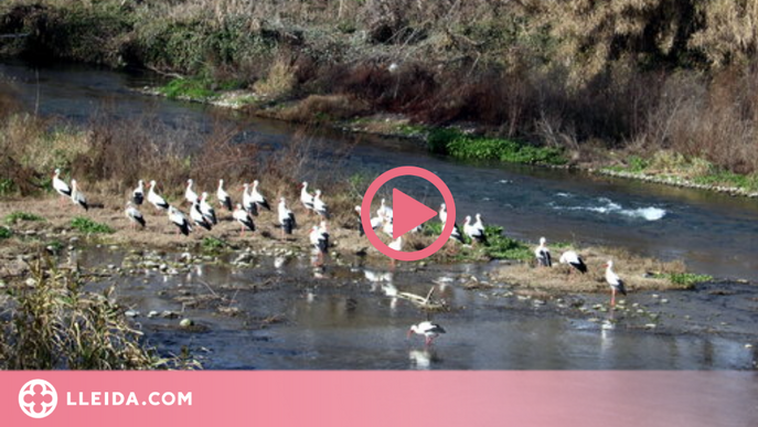 ⏯️ Troben 13 ocells morts més a la zona del focus de grip aviària detectat a un poble del Segrià