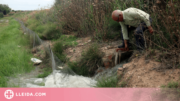 ⏯️ Comença el reg de fruita dels productors del canal d'Urgell per salvar fins al 90% de la collita