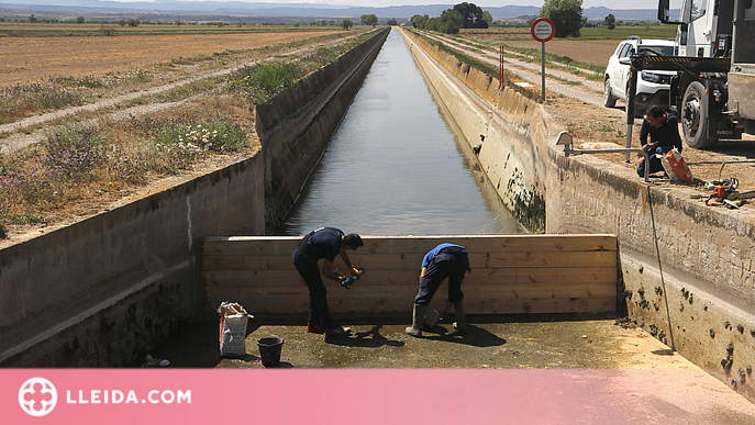 El canal d'Urgell només pot garantir un reg de supervivència als fruiters