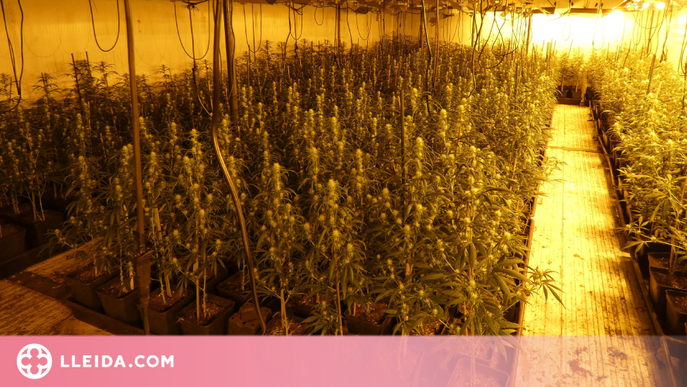 Detingut un home per cultivar 1.001 plantes de marihuana a l’interior d’una nau industrial