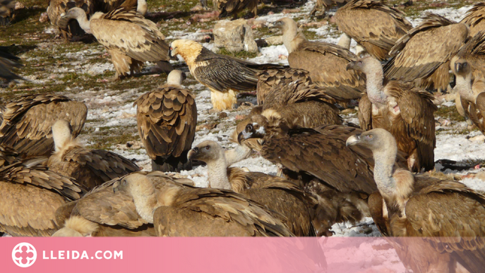 Les aus carronyaires generen un impacte econòmic de 4,2 milions d'euros anuals al Pirineu