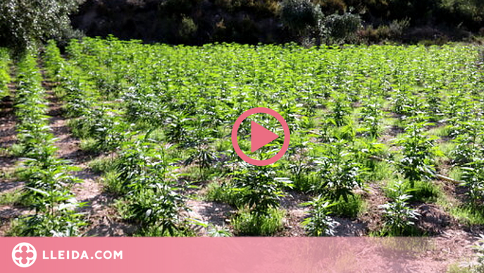 ⏯️ Els Mossos alerten d'un augment "exponencial" de plantacions de marihuana a Ponent