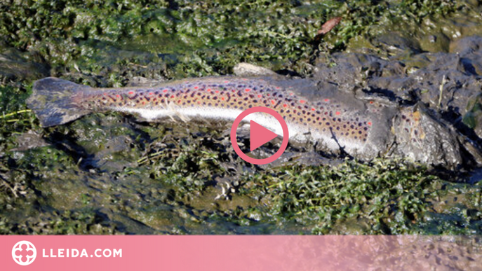 ⏯️ Denuncien la mort de peixos al pantà de la Torrassa a causa d'una "baixada brusca" del nivell d'aigua