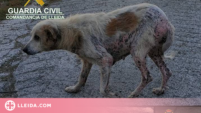 Troben vuit gossos amb signes de desnutrició i maltractament a la província de Lleida