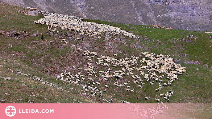 El Pallars Sobirà ofereix formació per a les persones que volen treballar de pastor de muntanya