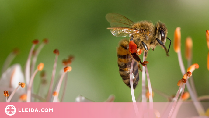 Les abelles amb cervells més grans tenen més capacitat d'aprenentatge i adaptació