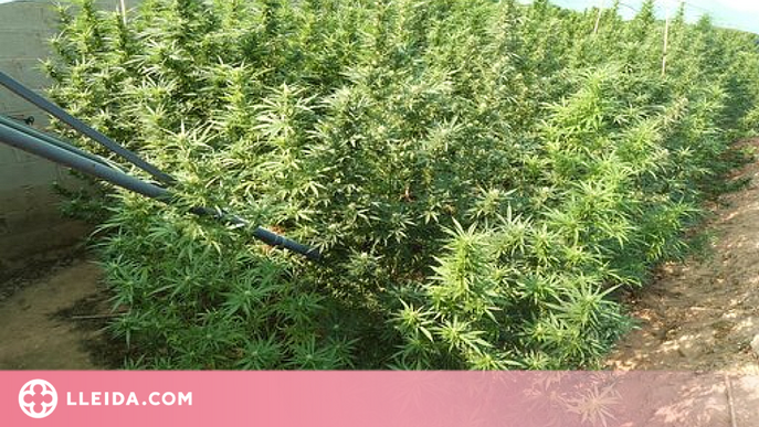 Detingut per una plantació de més de 250 plantes de marihuana en una finca d'un municipi de Tornabous