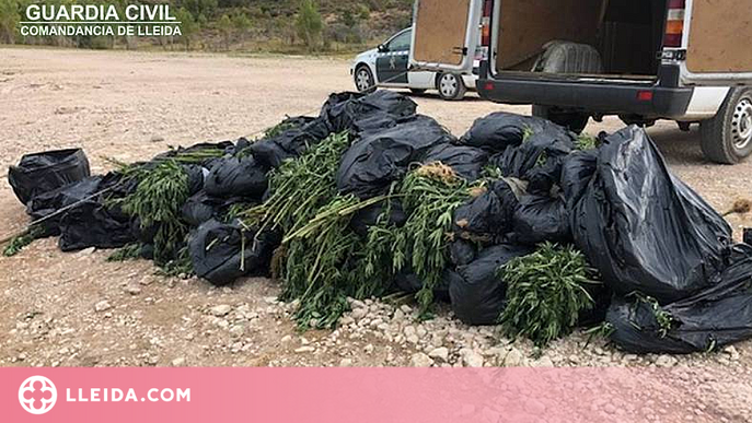 ⏯️ Localitzen 1.500 plantes de marihuana a la Noguera
