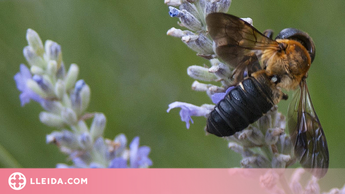 Un estudi mostra que l'abella gegant de la resina continuarà expandint-se per Europa