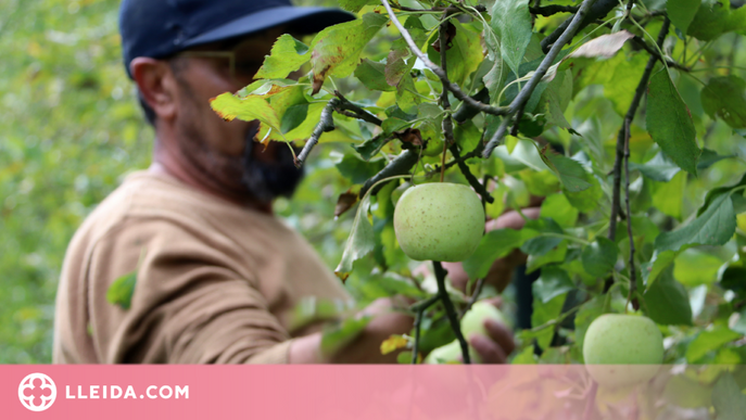 ⏯️ Els productors de poma de muntanya del Pirineu i Prepirineu salven la temporada