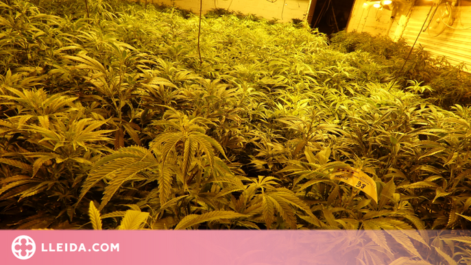Detingut per cultivar 947 plantes de marihuana a l'horta de Lleida