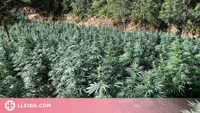 Desmantellen una plantació de 2.800 plantes de marihuana al Pallars Sobirà
