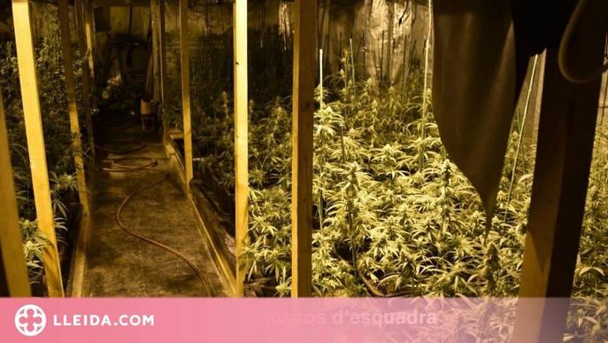 Detingut per cultivar 500 plantes de marihuana en una masia de l'Albi