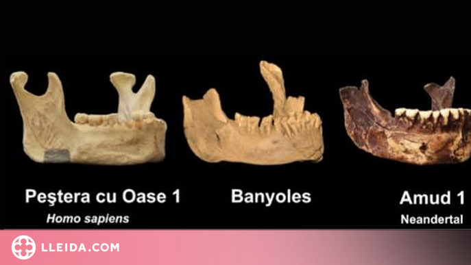 Troben les restes fòssils d'una mandíbula de l'Homo Sapiens més antic d'Europa