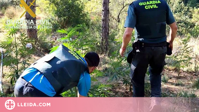 La Guàrdia Civil confisca 2.000 plantes de marihuana a la Noguera