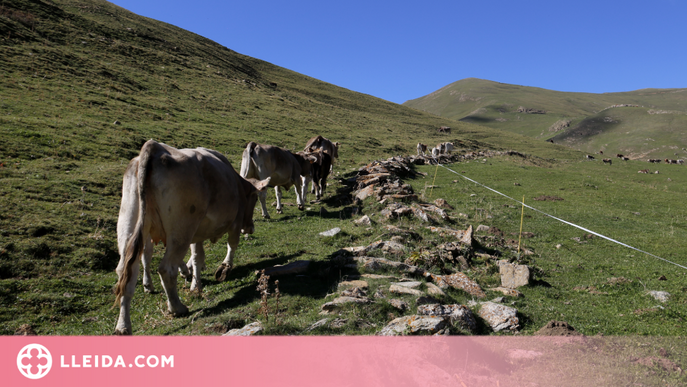 Ramaders del Pallars Sobirà demanen una reunió urgent amb Acció Climàtica per modificar la PAC