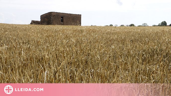 Identifiquen una proteïna vegetal amb tolerància a la sequera