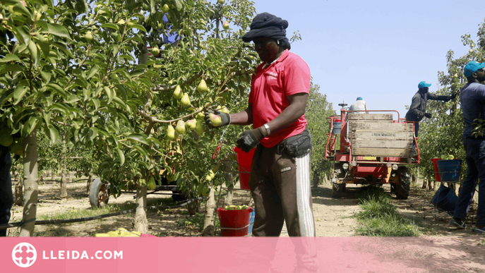 ⏯️ La calor, la sequera i la falta de mà d'obra marquen l'inici de la collita de la pera llimonera a Ponent