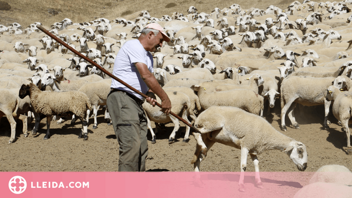 ⏯️ La Vall d'Àssua manté viva la tria d'ovelles amb ganxo