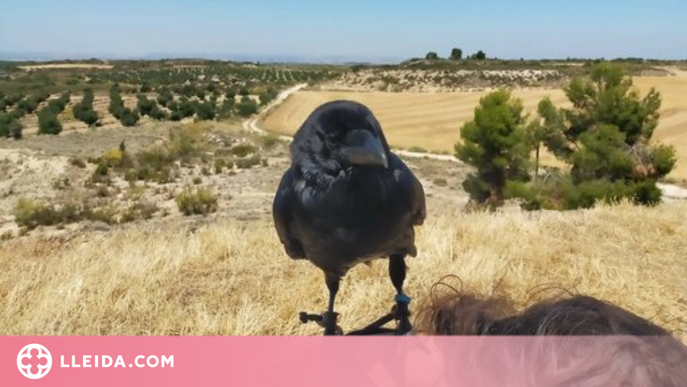 Els Agents Rurals denuncien una famosa 'tiktoker' per fer volar tres corbs sense autorització