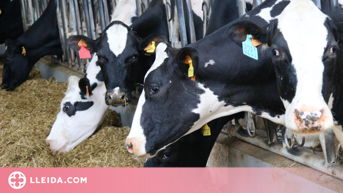 Habiliten una eina per saber el cost de produir llet i que el sector ramader no el vengui a sota preu