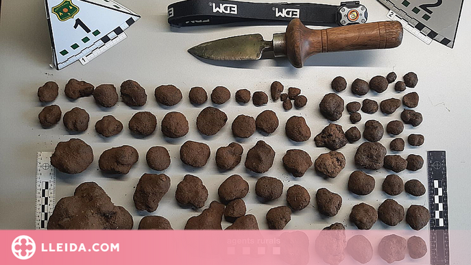 Detingut per sostreure 1,4 kg de tòfona negra en una finca privada a l'Alt Urgell