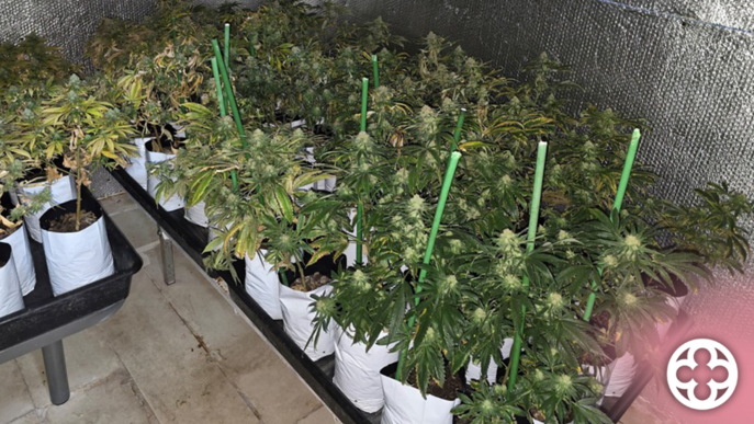 Desmantellen una plantació amb més de 200 plantes de marihuana en una casa d'Alcarràs