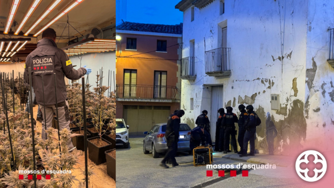 Quatre detinguts i quasi 700 plantes de marihuana confiscades al Segrià, Noguera i Urgell