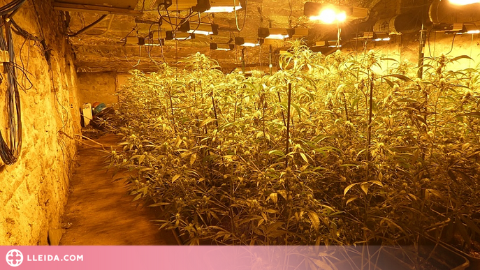 Dos detinguts a la Noguera per cultivar marihuana a dues cases