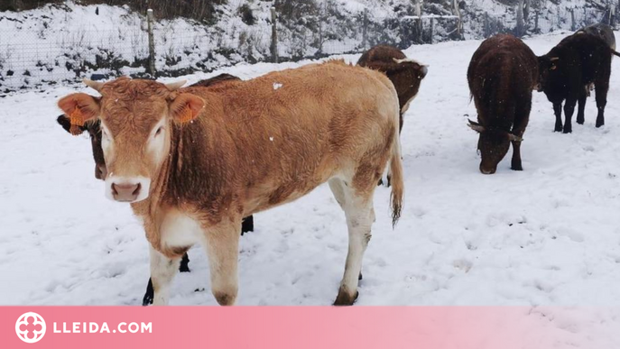 La neu obliga a portar menjar als animals al Pirineu