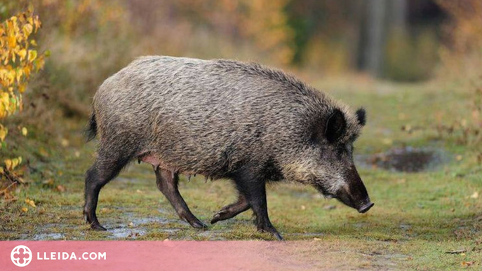 Detectats tres nous casos de triquinosi en carn de porc senglar procedent de l'Alt Urgell