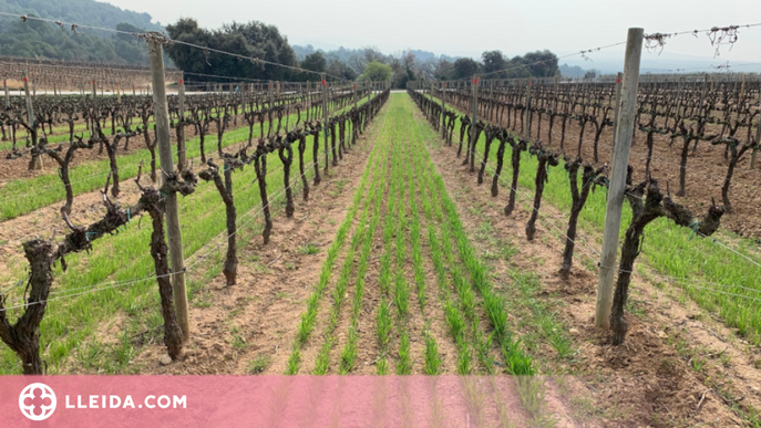 Conservar el sòl en vinyes ecològiques amb cobertes vegetals