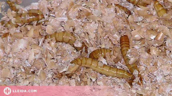 El cuc de la farina, primer insecte comestible aprovat per la Unió Europea
