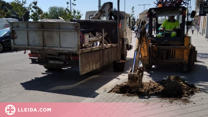 Balaguer replanta arbres arreu de la ciutat i projecta nous espais verds