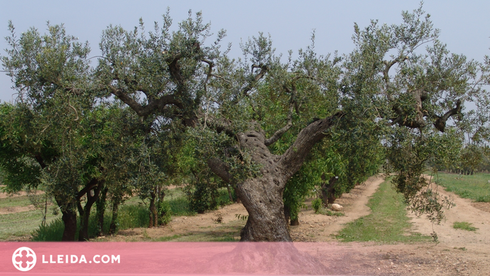 ⏯️ L'IRTA identifica tretze noves varietats locals d'olivera al Pallars Jussà
