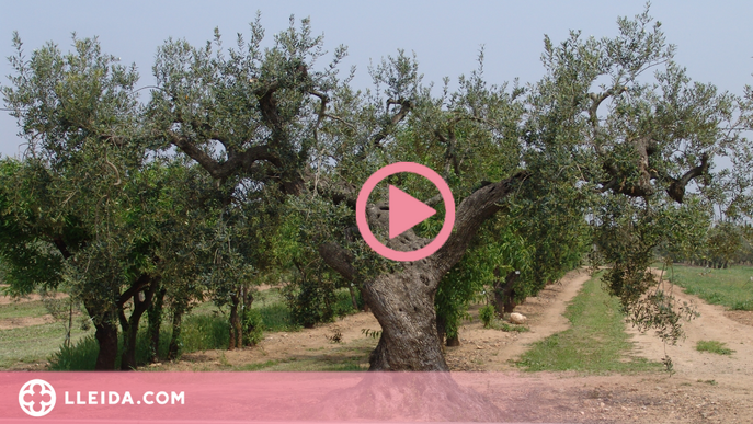 ⏯️ L'IRTA identifica tretze noves varietats locals d'olivera al Pallars Jussà