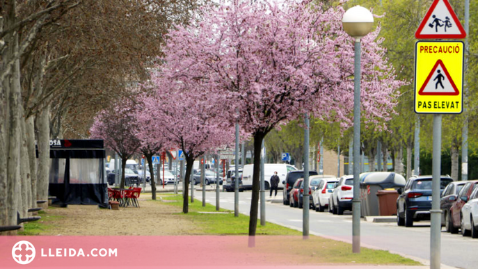 Lleida planta prop d'un miler de nous arbres a la ciutat durant aquest any
